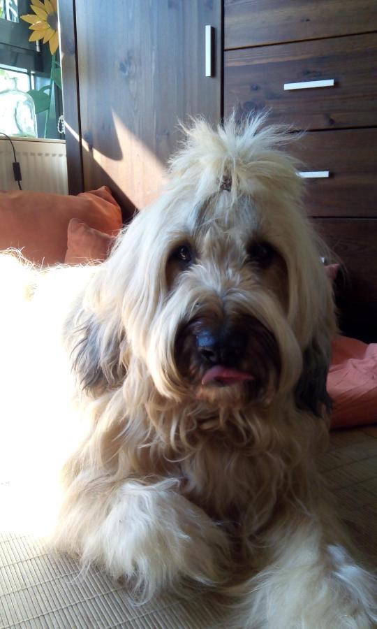 Ferienappartement Potthoff 2 -Hund Willkommen- Altenau  Bagian luar foto